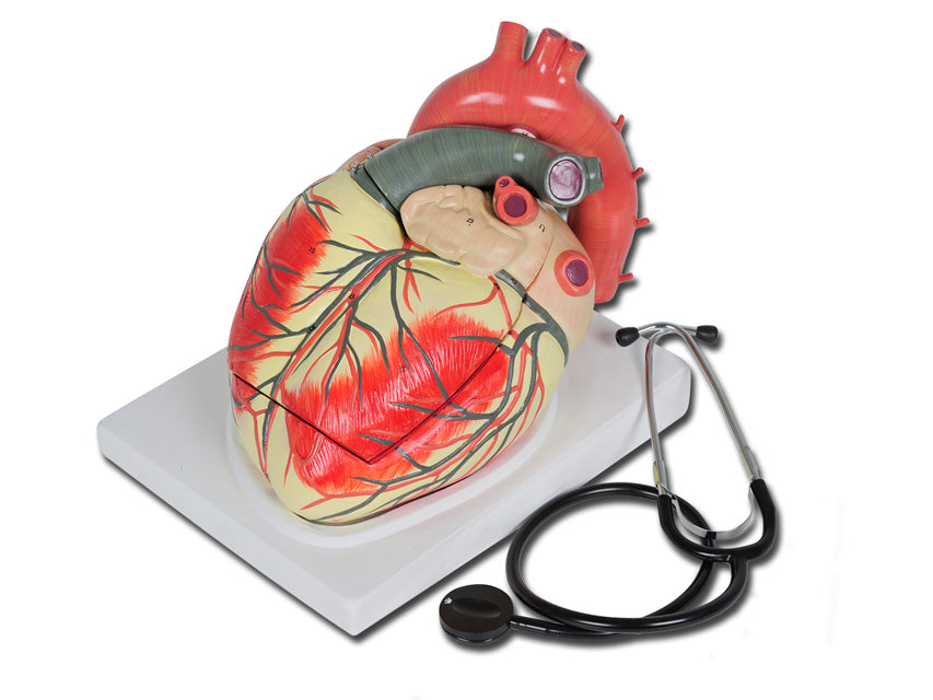 MODELLO CUORE LINEA "VALUE" - 3 parti - 3X