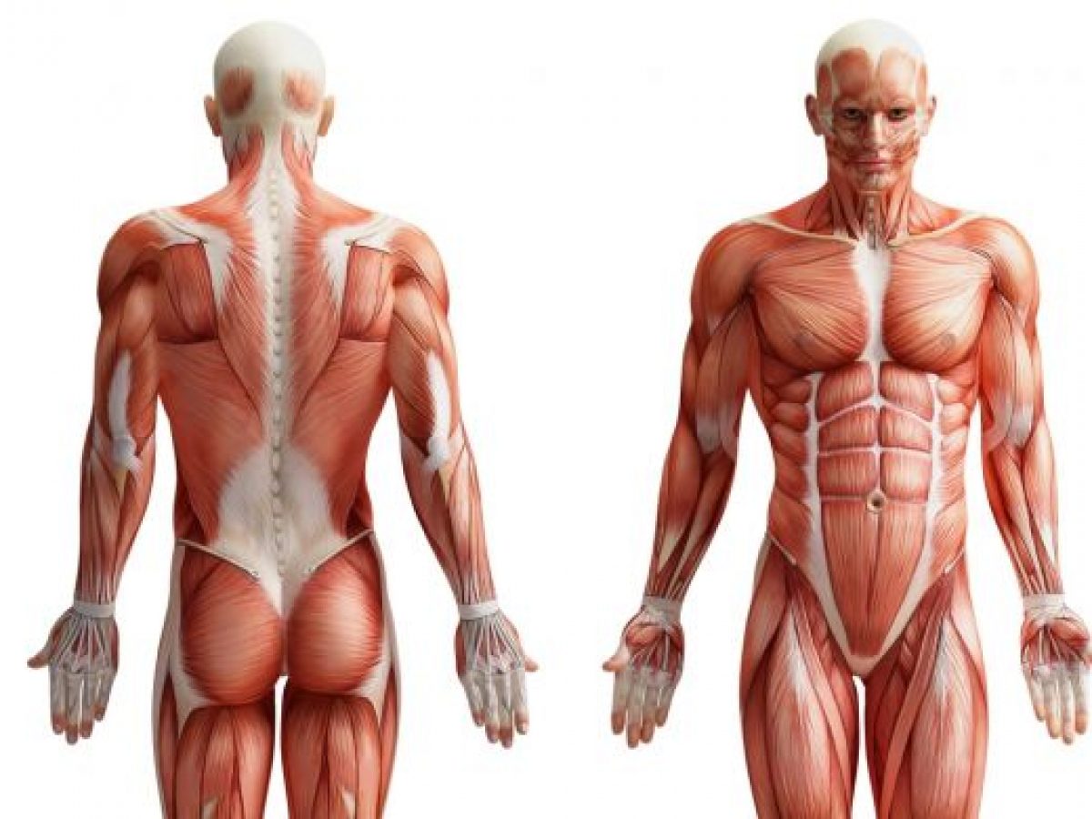 Anatomia