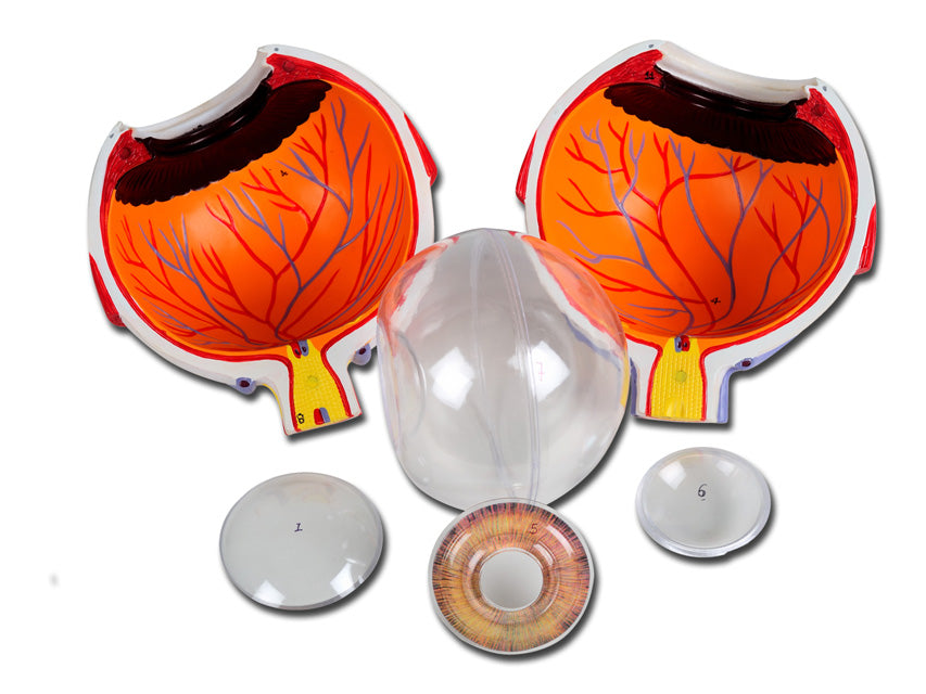 MODELLO OCCHIO LINEA "VALUE" - 6 parti