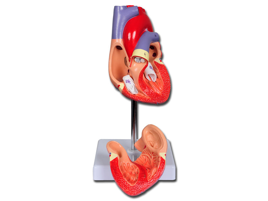 MODELLO CUORE LINEA "VALUE" - 2 parti - 1X