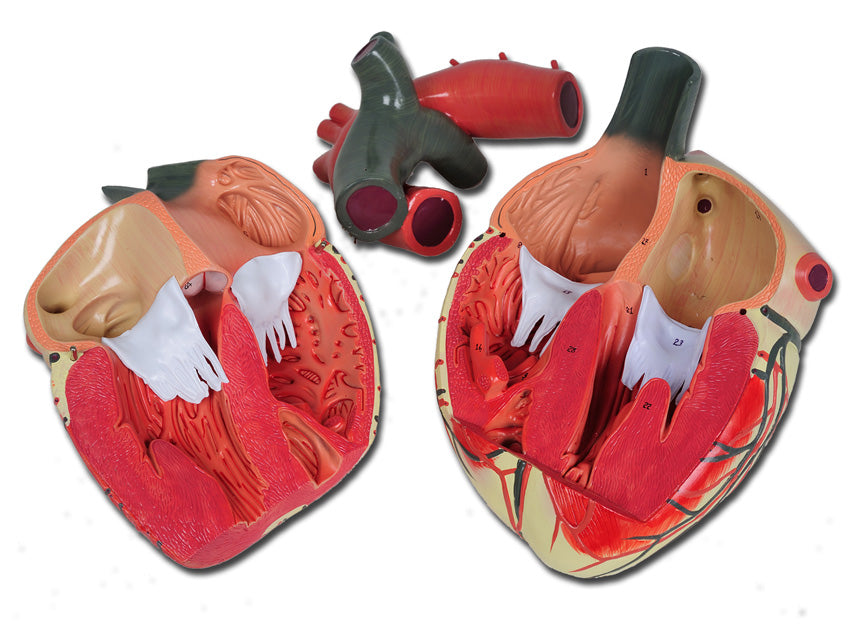 MODELLO CUORE LINEA "VALUE" - 3 parti - 3X