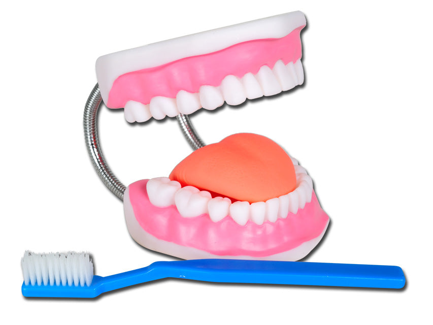 MODELLO IGIENE DENTALE LINEA "VALUE"